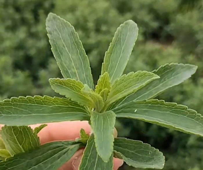 Stevia leaf Stevia leaf
