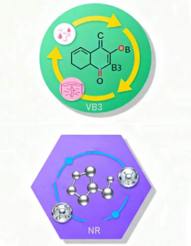 What Is The Role Of Vitamin B3 And Nicotinamide Riboside What Is The Role Of Vitamin B3 And Nicotinamide Riboside